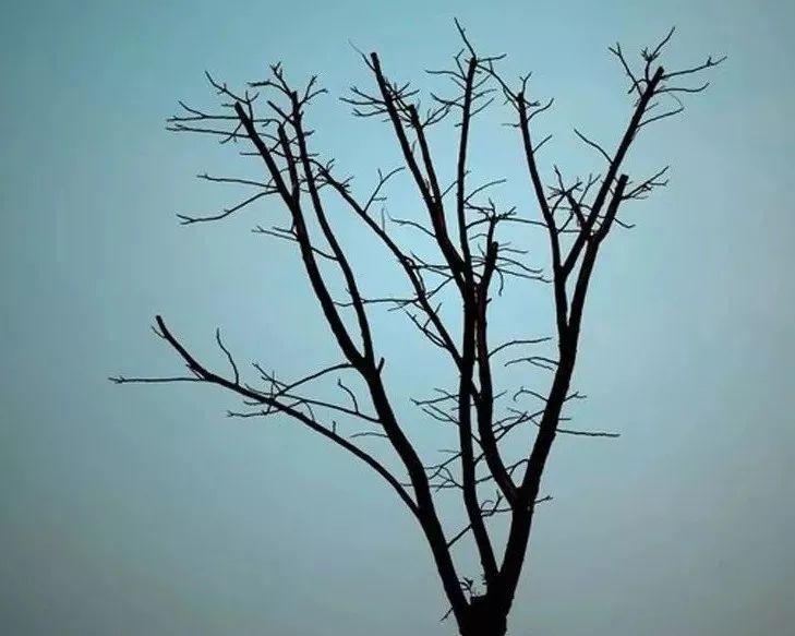��޵ĺ��Ӳ����ǳԣ�������ڳ����˵��������в�ͨ